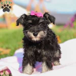 Lila, Miniature Schnauzer Puppy